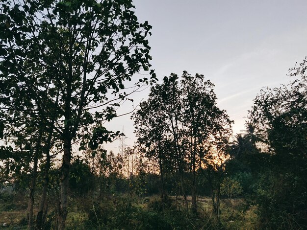 Zdjęcie fotografia przyrody drzew i nieba z zachodem słońca