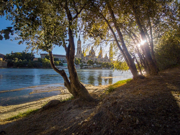 Fotografia roślinności i przyrody w mieście Saragossa, obok Bazyliki del Pilar