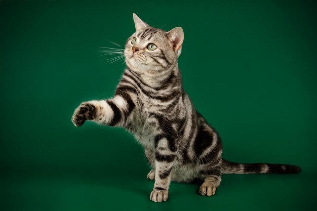 Fotografia studyjna amerykańskiego kota krótkowłosego na kolorowym tle