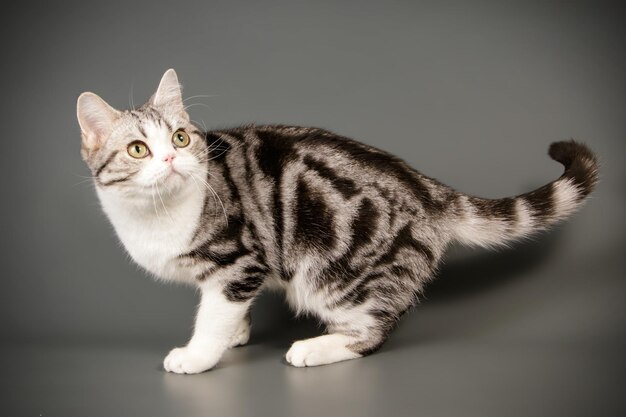 Fotografia studyjna amerykańskiego kota krótkowłosego na kolorowym tle