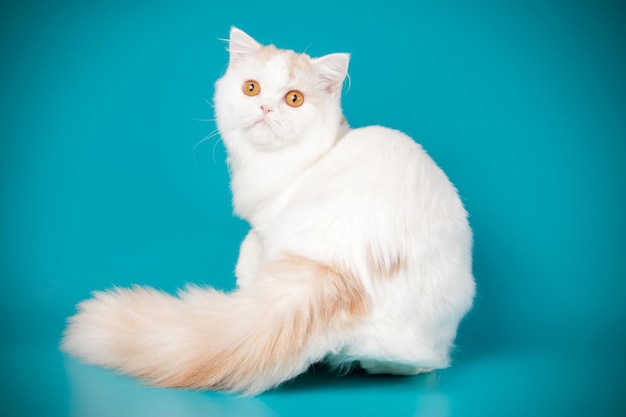 Fotografia studyjna kota górskiego prostego na kolorowym tle