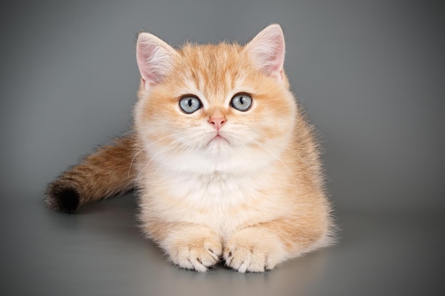 Fotografia studyjna kota szkockiego, prostego krótkowłosego na kolorowym tle
