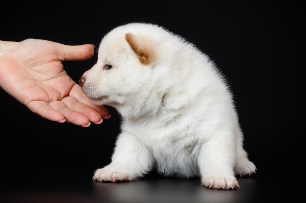 Fotografia Studyjna Shiba Inu Na Kolorowym Tle