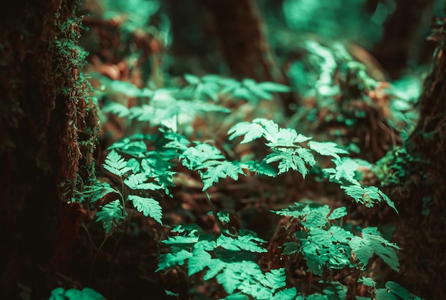 Fotografia z bliska Magiczny las z żywymi, świecącymi roślinami