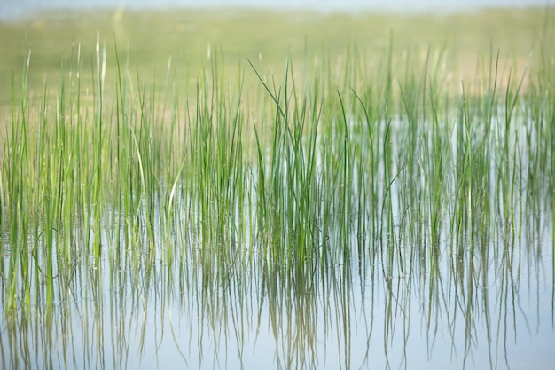 Fotografia z piękną przyrodą z Mołdawii latem