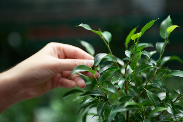 Fotografia zbliżenie kobiecej ręki wybierającej ficus elastica w szklarni