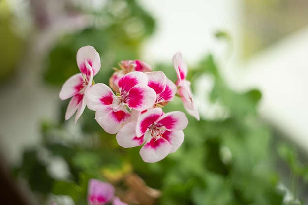 Fotografia zbliżeniowa domowego geranium na oknie