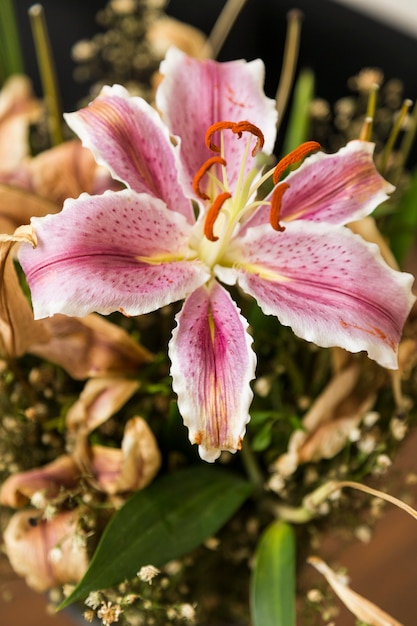 Fotografia żywego Kwiatu Lilii Pośrodku Suszonych Kwiatów