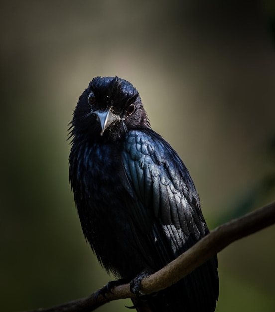 Fotografowanie ptaków w artystycznej naturze Drongo grubodziobe