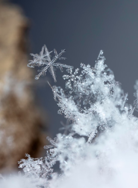 Fotografuj prawdziwe płatki śniegu podczas opadów śniegu, w warunkach naturalnych w niskiej temperaturze