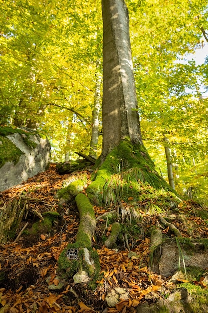 Fotopułapka umieszczona wśród korzeni drzew tuż nad ziemią porośnięta zielonym mchem