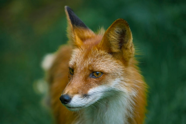 Zdjęcie fox pomyśli, co się stało.