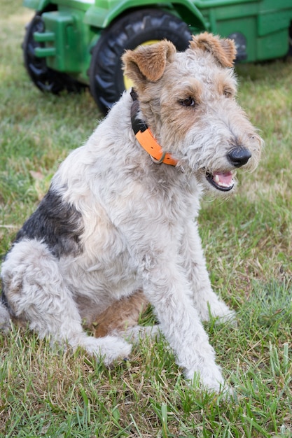 Fox Terrier na trawie w ogrodowym czekaniu