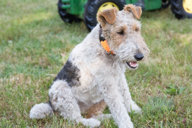 Fox Terrier na trawie w ogrodowym czekaniu