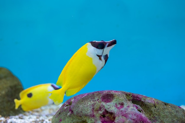 Foxface Rabbitfish Przy Tajlandia Oceanem