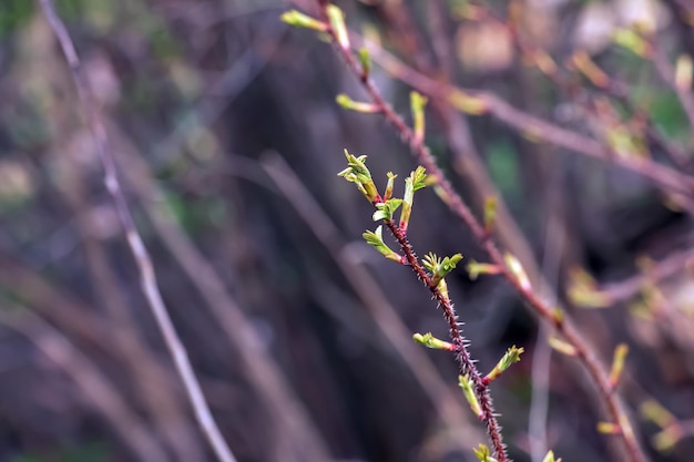 Fragment gałęzi z pączkami Rosa spinosissima wczesną wiosną znany jako Rosa pimpinellifolia