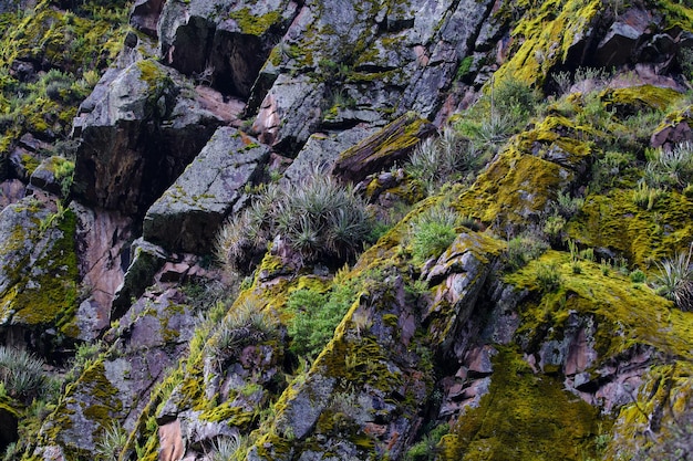 Fragment krajobrazu rodzimej roślinności andyjskiej naturalnej roślinności i mchu