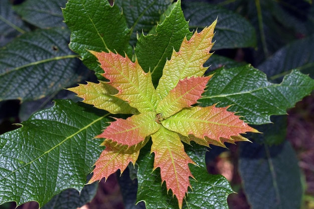 Fragment liści Quercus rysophylla, dębu pochodzącego z Meksyku