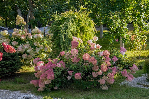 Fragment parku z kwitnącą hortensją Krajobrazowe wieloletnie rośliny kwitnące
