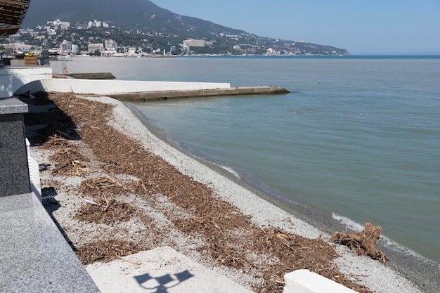 Fragmenty drzew na Plaży Miejskiej po silnym sztormie w Europie nad Morzem Czarnym