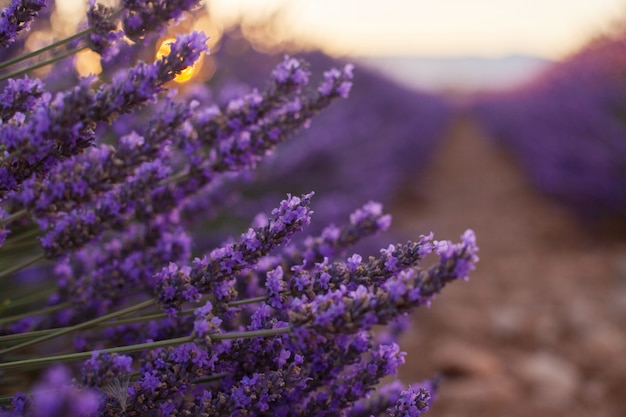 Fragrant Lawenda Kwitnie Przy Pięknym Wschodem Słońca, Valensole, Provence, Francja, Zakończenie Up