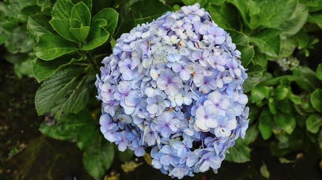 Francuska hortensja lub Hortensja macrophylla lub Nikko Blue kwitnąca w ogrodzie