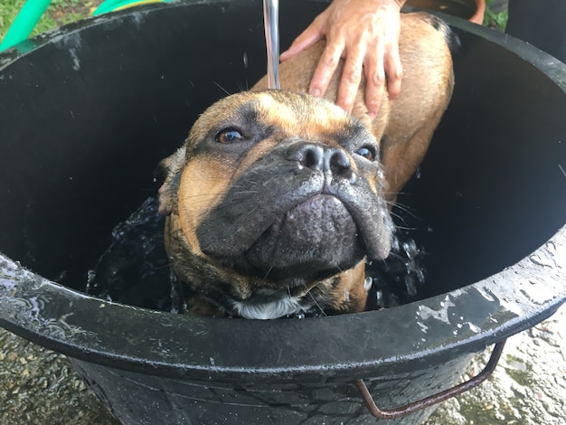 Francuski buldog kąpał się w plastikowym basenie.