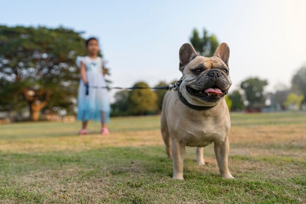 Zdjęcie francuski buldog na smyczy na świeżym powietrzu