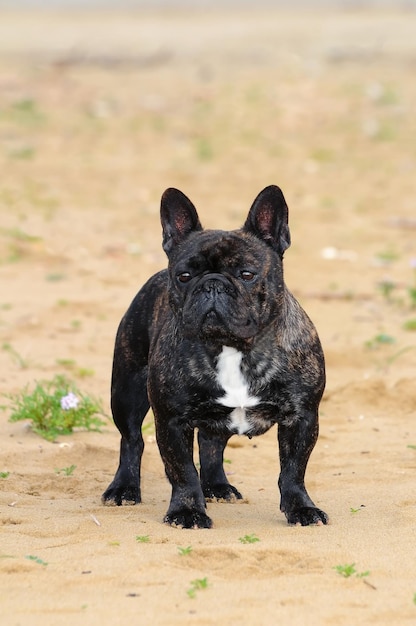 Francuski pies bouledogue