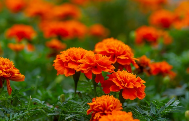 Francuskie kwiaty pomarańczy nagietka w płytkiej ostrości
