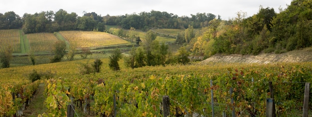 Francuskie Winnice We Wsi Saint Emilion Bordeaux We Francji W Nagłówku Szablonu Banera Internetowego