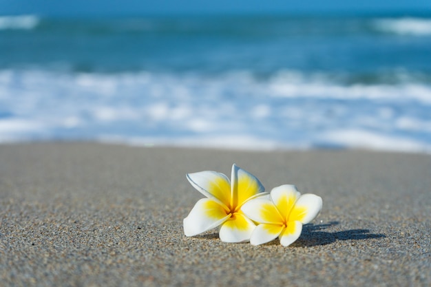 Frangipani kwiat na plaży na tle morza. Wakacje w tropikach. Spokój i relaks według koncepcji morza