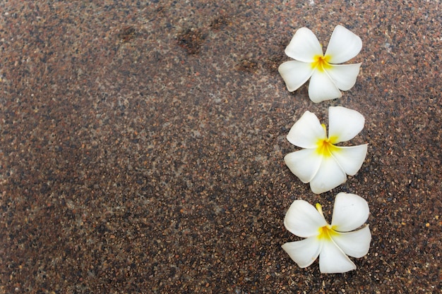 Frangipani Kwiaty Zamykają W Górę Strzału