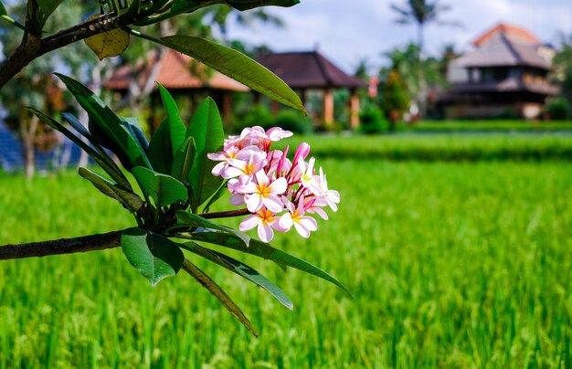 Frangipani kwitnie, kwitnący frangipani drzewo przeciw ryżowym polom w Bali, Indonezja