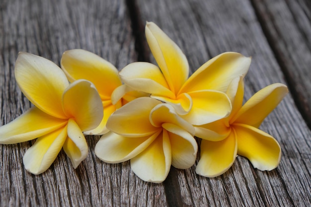 frangipani lub semboja to grupa roślin z rodzaju Plumeria. Bali frangipani kwiaty żółte mokre