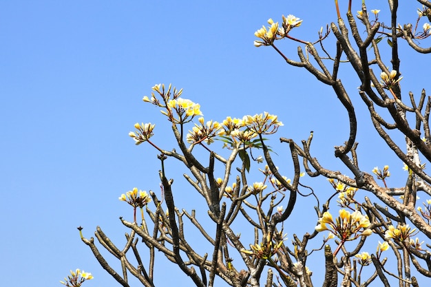 Frangipani (Plumeria) drzewo i nieba tło