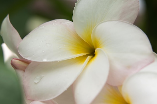 Frangipani, Plumeria, Drzewo świątynne, Drzewo Cmentarne