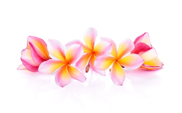 Frangipani (plumeria) na białym tle