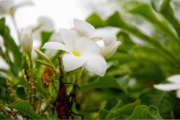 Frangipani Plumeria