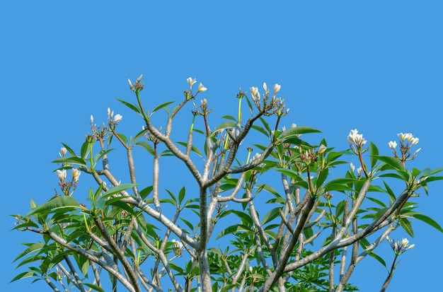 Frangipani to krzew liściasty lub małe drzewo z rodziny Apocynaceae.