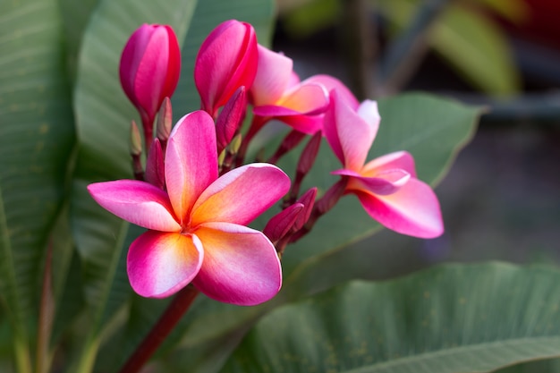 Frangipani Tropical Spa Flower. Plumeria kwiat na roślinie