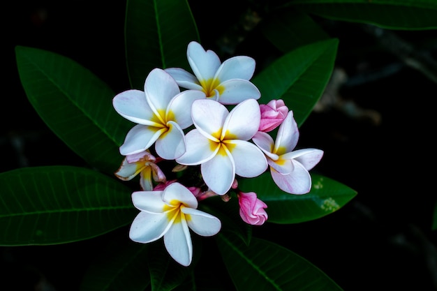 Frangipani Tropical Spa Flower. Plumeria kwiat na roślinie