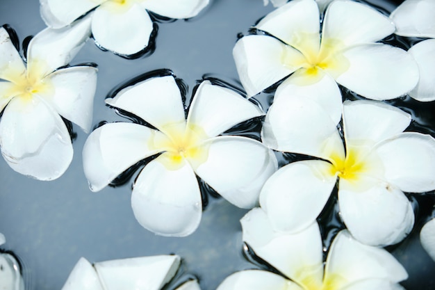 Zdjęcie frangipani white tropical flower in water bowl