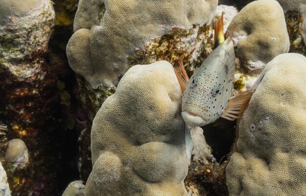 Freckled hawkfish leży na koralach i patrzy na inne ryby.