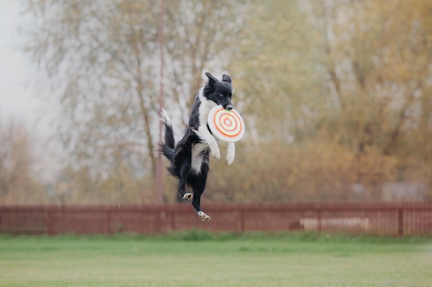 Zdjęcie frisbee dla psa. pies łapie latający dysk w skoku, zwierzę bawiące się na świeżym powietrzu w parku. wydarzenie sportowe, osiągnięcia