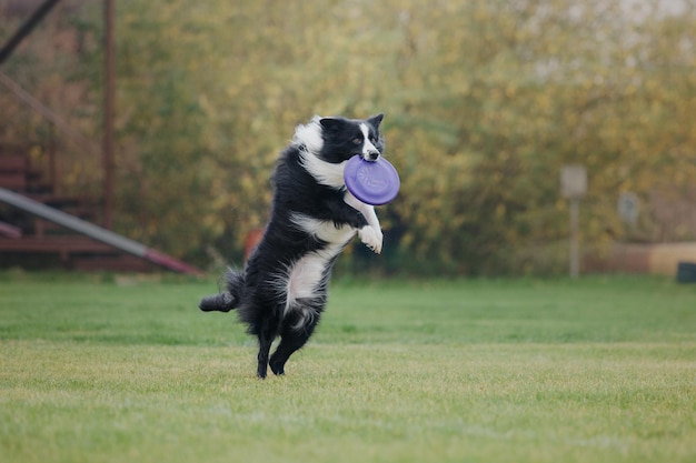 Zdjęcie frisbee dla psa. pies łapie latający dysk w skoku, zwierzę bawiące się na świeżym powietrzu w parku. wydarzenie sportowe, osiągnięcia