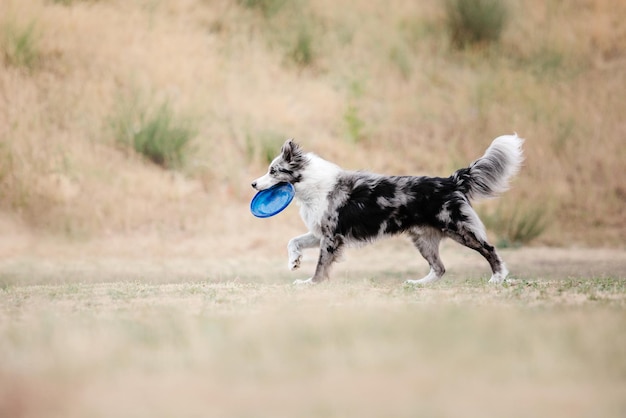 Frisbee dla psa. Pies łapie latający dysk w skoku, zwierzę bawiące się na świeżym powietrzu w parku. Wydarzenie sportowe, osiągnięcia