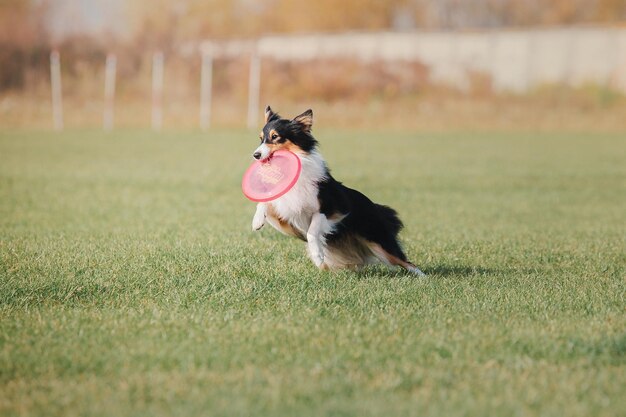 Frisbee dla psa. Pies łapie latający dysk w skoku, zwierzę bawiące się na świeżym powietrzu w parku. Wydarzenie sportowe, osiągnięcia