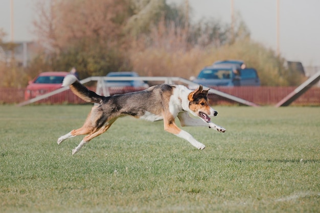 Frisbee Dla Psa. Pies łapie Latający Dysk W Skoku, Zwierzę Bawiące Się Na świeżym Powietrzu W Parku. Wydarzenie Sportowe, Osiągnięcia