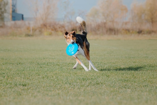 Frisbee dla psa. Pies łapie latający dysk w skoku, zwierzę bawiące się na świeżym powietrzu w parku. Wydarzenie sportowe, osiągnięcia